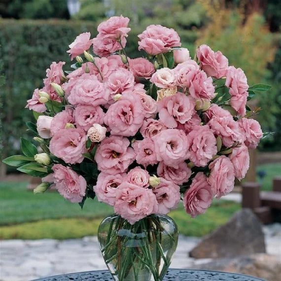 Pink Eustoma Ruffle eustoma-flowers-seeds-pink-planting-pack-100-pcs