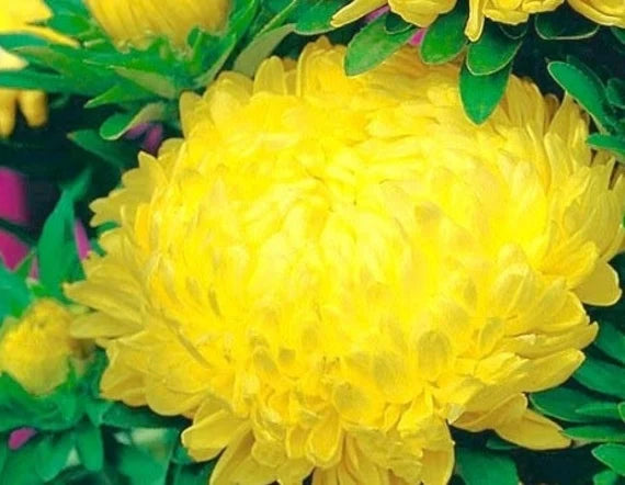 Plant Yellow Aster Callistephus Seeds For A Vibrant Garden