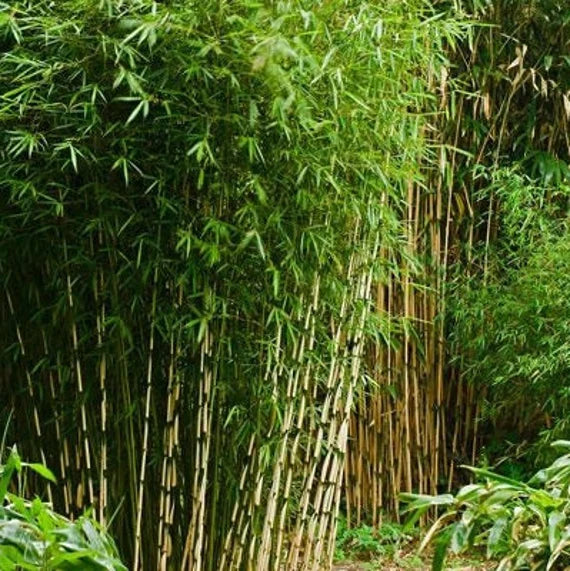 Umbrella Bamboo Planting Seeds For Lush Green Gardens And Eco-Friendly Landscaping