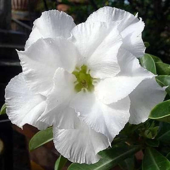 White Adenium Obesum Seeds - Planting Made Easy Flower