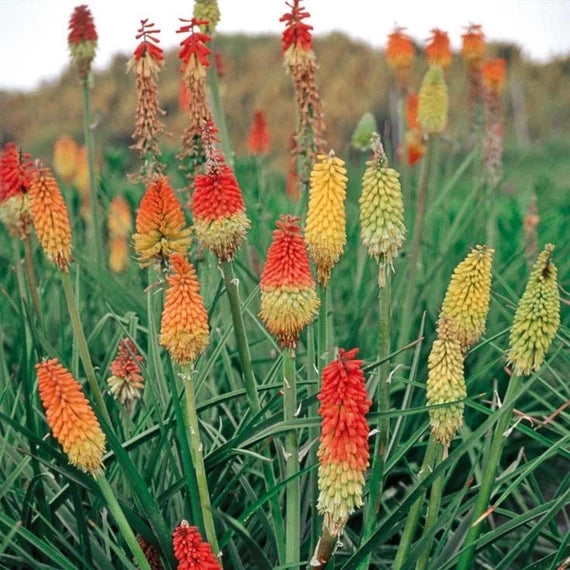 Red Kniphofia Flower Seeds For Bold Planting | Vibrant Perennial