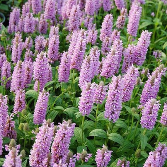Nepeta Parnassica Flower seeds for Planting - Bright Blooms, Heirloom & GMO Free Seeds for Home Garden
 
 Sale seeds for planting in home garden