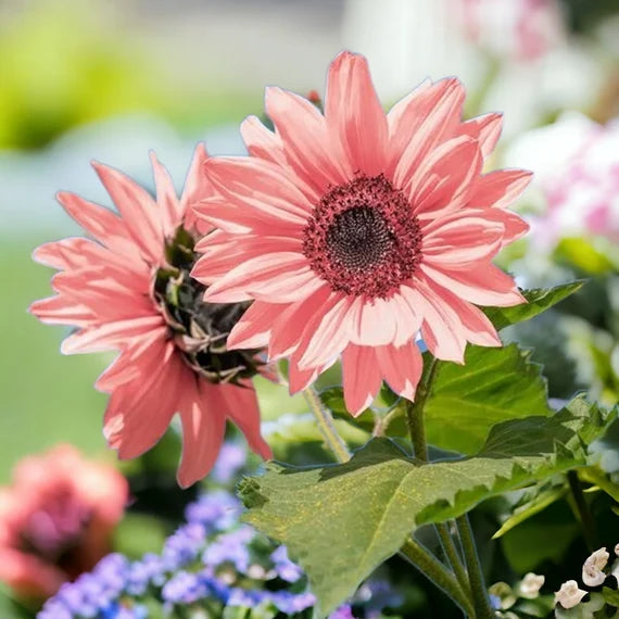 Bold Pink Sunflower Seeds For Vibrant Garden Planting