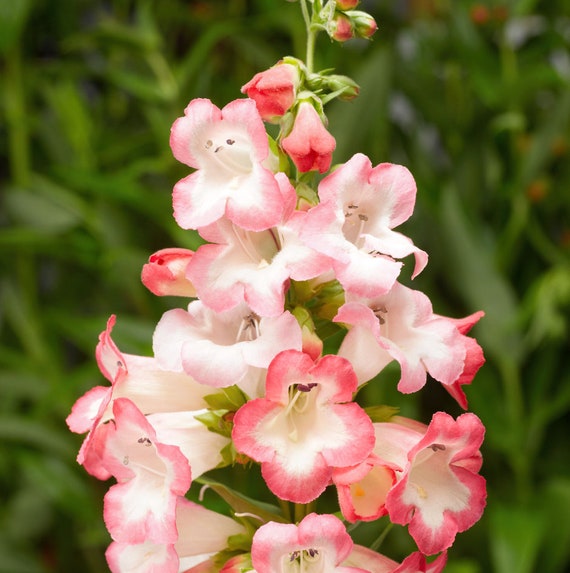 Pink Penstemon Flower seeds for Planting - Low Maintenance, Heirloom & GMO Free Seeds for Home Garden
 
 Sale seeds for planting in home garden