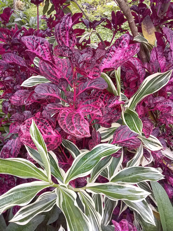 Purple Iresine Flower seeds for Planting - Drought Tolerant, Heirloom & GMO Free Seeds for Home Garden
 
 Sale seeds for home garden