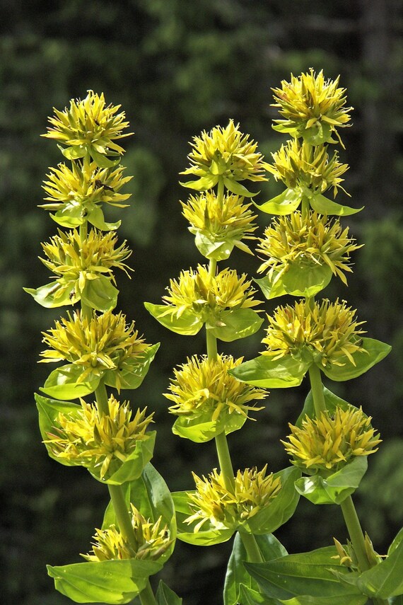 Yellow Gentian Flower seeds for Planting - Shade Tolerant, Heirloom & GMO Free Seeds for Home Garden
 
 Sale seeds for home garden