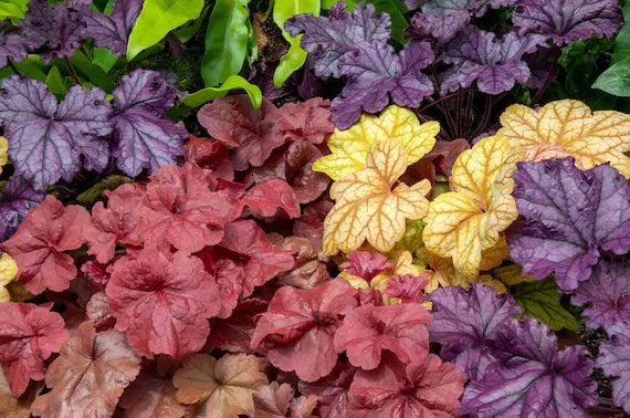 Mixed Heuchera Coral Flower seeds for Planting Perfect for Borders Heirloom & GMO Free Seeds for Home Garden 
 
 Sale for planting in home garden