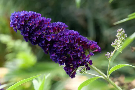 Purple Buddleja Flower seeds for Planting - Pollinator Friendly, Heirloom & GMO Free Seeds for Home Garden
 
 Sale for planting in home garden.