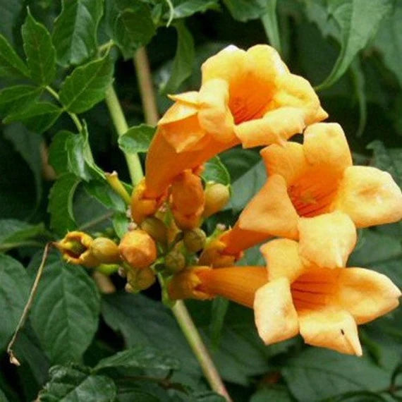 Yellow Campis Radicans Flower Seeds Planting