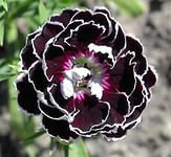 Dianthus Chianti Clove Flower seeds for Planting - Wildflower Mix, Heirloom & GMO Free Seeds for Home Garden
 
 Sale seeds for planting in home garden
