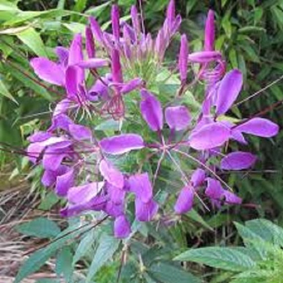 Violet Queen Cleome for planting in flower bed