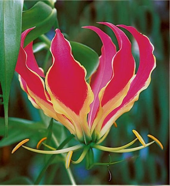 Gloriosa Rothschildiana Gloriosa Lily Vine Seeds for Stunning, Flame-Like Flowers