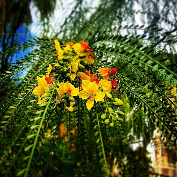 Parkinsonia Aculeata Seeds For Planting Plant Seed