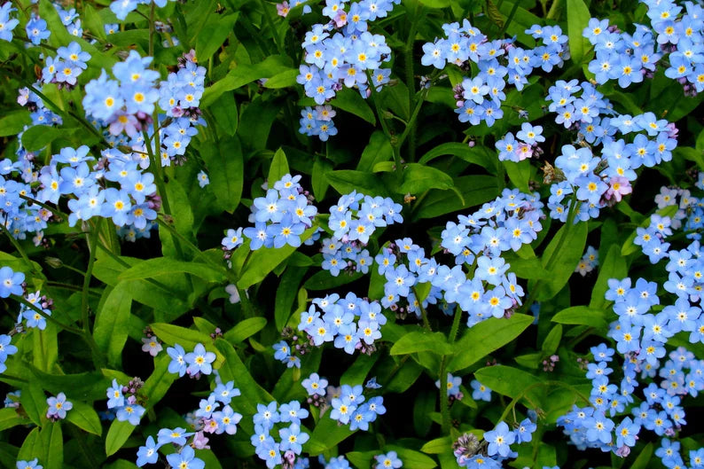 Myosotis (Myosotis Sylvia) seeds for planting in home garden