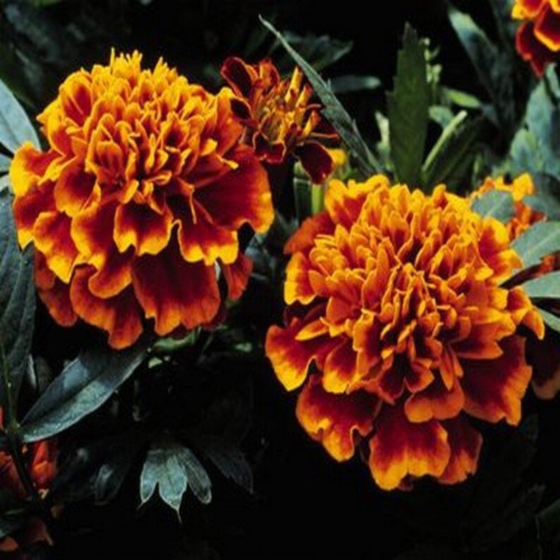 Russian (Russian Marigold) seeds for planting in home garden