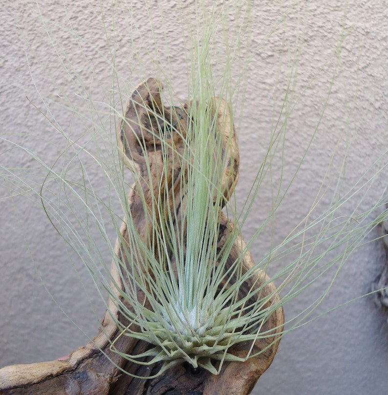 Tillandsia Fuchsii Flower seeds for Planting - Pollinator Friendly, Heirloom & GMO Free Seeds for Home Garden
 
 Sale for planting in home garden