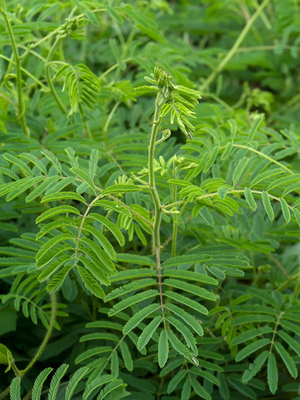 acacia-catechu-tree-planting-seeds-for-hardwoods-100-pcs