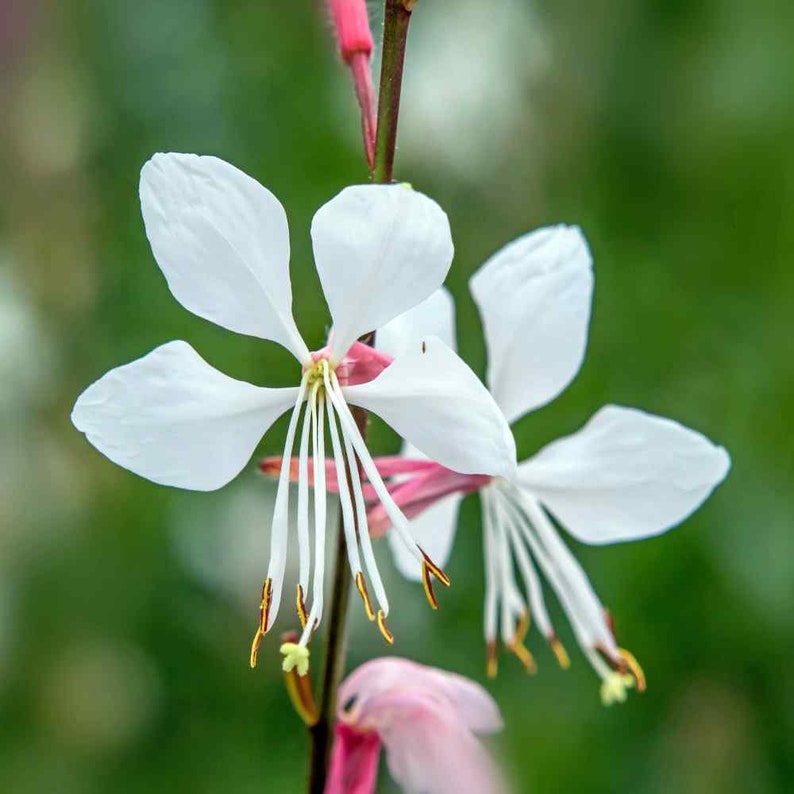 Gaura Lindheimeri Flower seeds for Planting Compact Growth Heirloom & GMO Free Seeds for Home Garden 
 
 Sale for planting in home garden