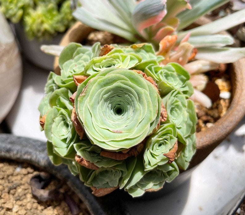 Greenovia Flower seeds for Planting Vibrant Colors Heirloom & GMO Free Seeds for Home Garden 
 
 Sale seeds for home garden planting