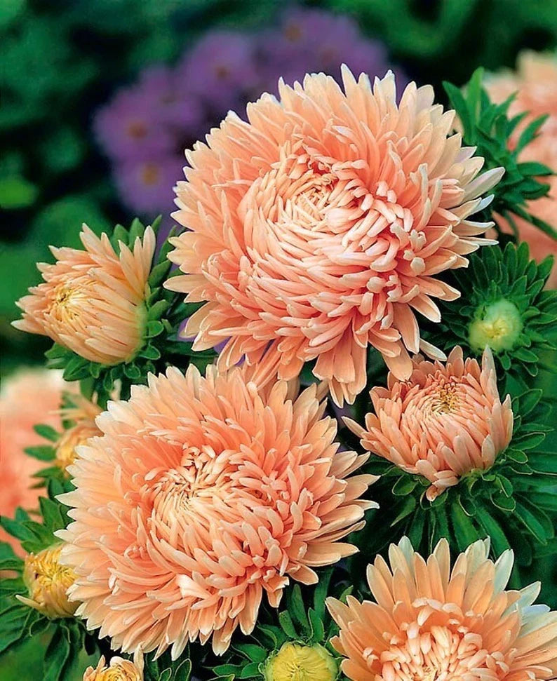 Light Orange Callistephus Flower seeds for Planting Colorful Display Heirloom & GMO Free Seeds for Home Garden 
 
 Sale for planting in home garden