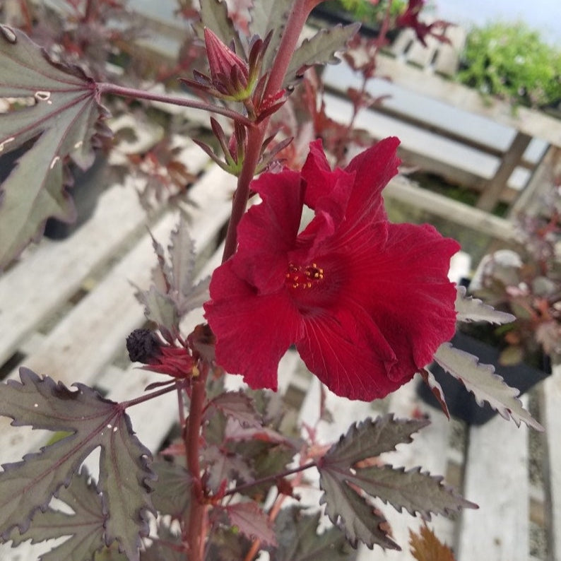 Burgundy Hibiscus Flower seeds for Planting - Vibrant Colors, Heirloom & GMO Free Seeds for Home Garden
 
 Sale for planting in home garden