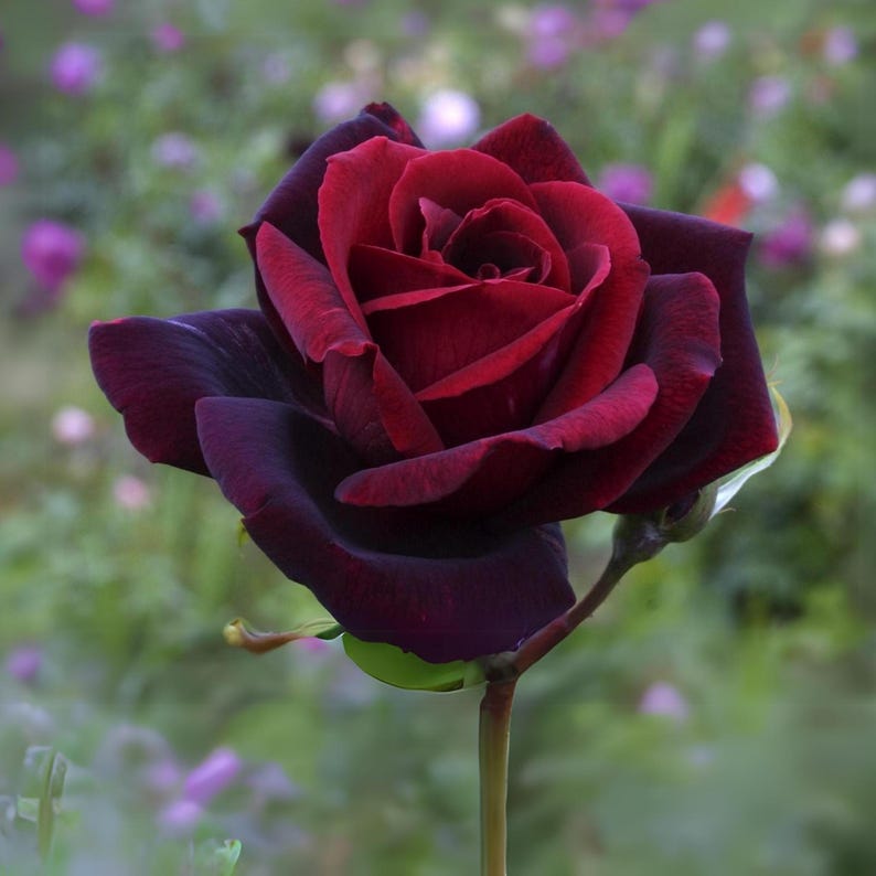Black Maroon Rose Flower seeds for Planting - Premium Quality, Heirloom & GMO Free Seeds for Home Garden
 
 Sale for planting in home garden