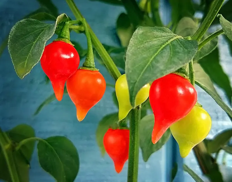 Chupetinha Pepper Planting Vegetable Seeds For Tiny Heat