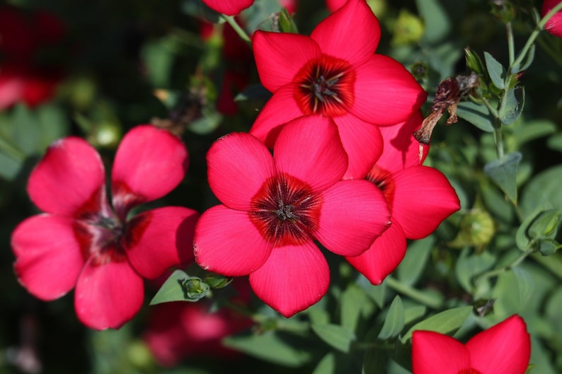 Grandiflorum Flower seeds for Planting Seasonal Bloomer Heirloom & GMO Free Seeds for Home Garden 
 
 Sale for planting in home garden