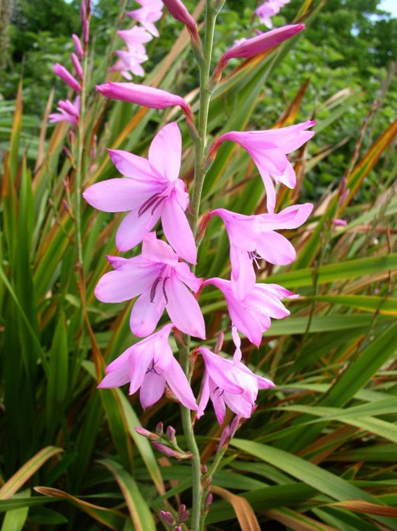 Watsonia Borbonica Flower seeds for Planting Wildflower Mix Heirloom & GMO Free Seeds for Home Garden 
 
 Sale for planting in home garden