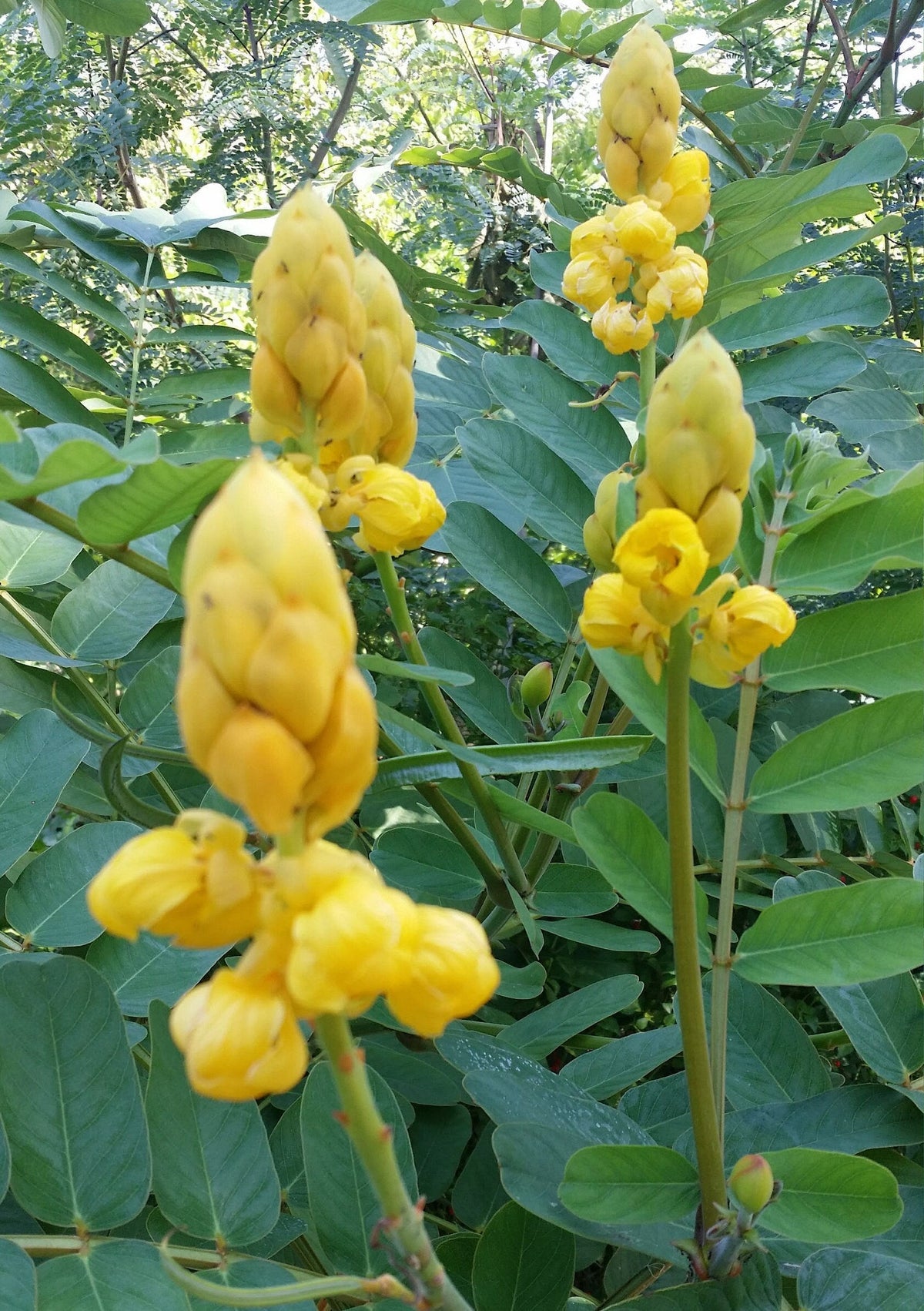 Cassia (Cassia Alata) seeds for planting in home garden