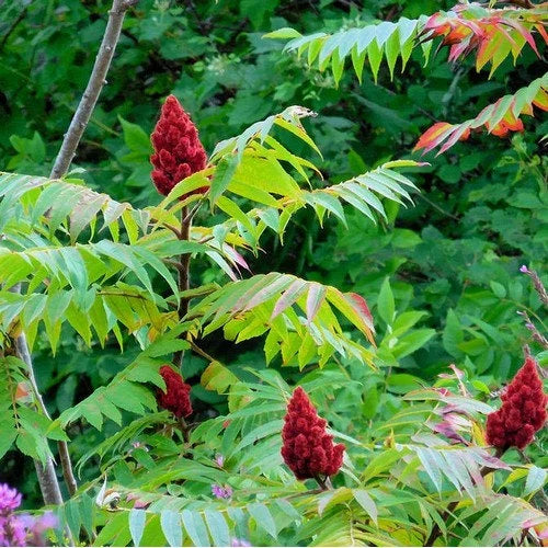 Typhina Tree Planting Seeds - Perfect For Lush Garden Growth Flower