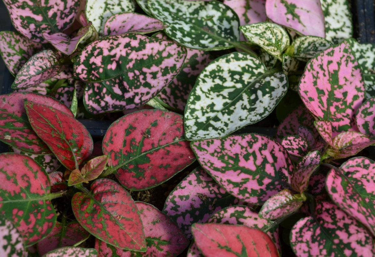 Pink Green Hypoestes Splash Flower seeds for Planting - Bright Blooms, Heirloom & GMO Free Seeds for Home Garden
 
 Sale seeds for home garden