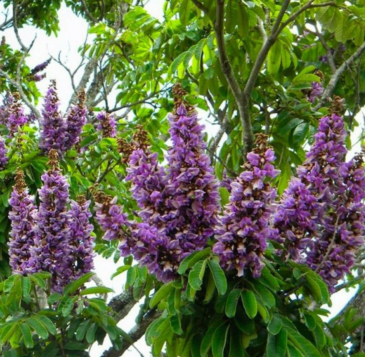 Millettia Grandis Umzimbeet Flower Rare Seeds for Exotic Blooms