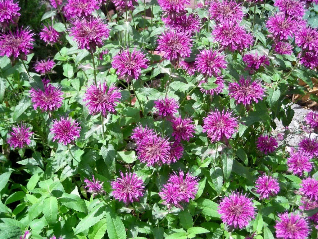Monarda (Monarda Flower) seeds for planting in home garden