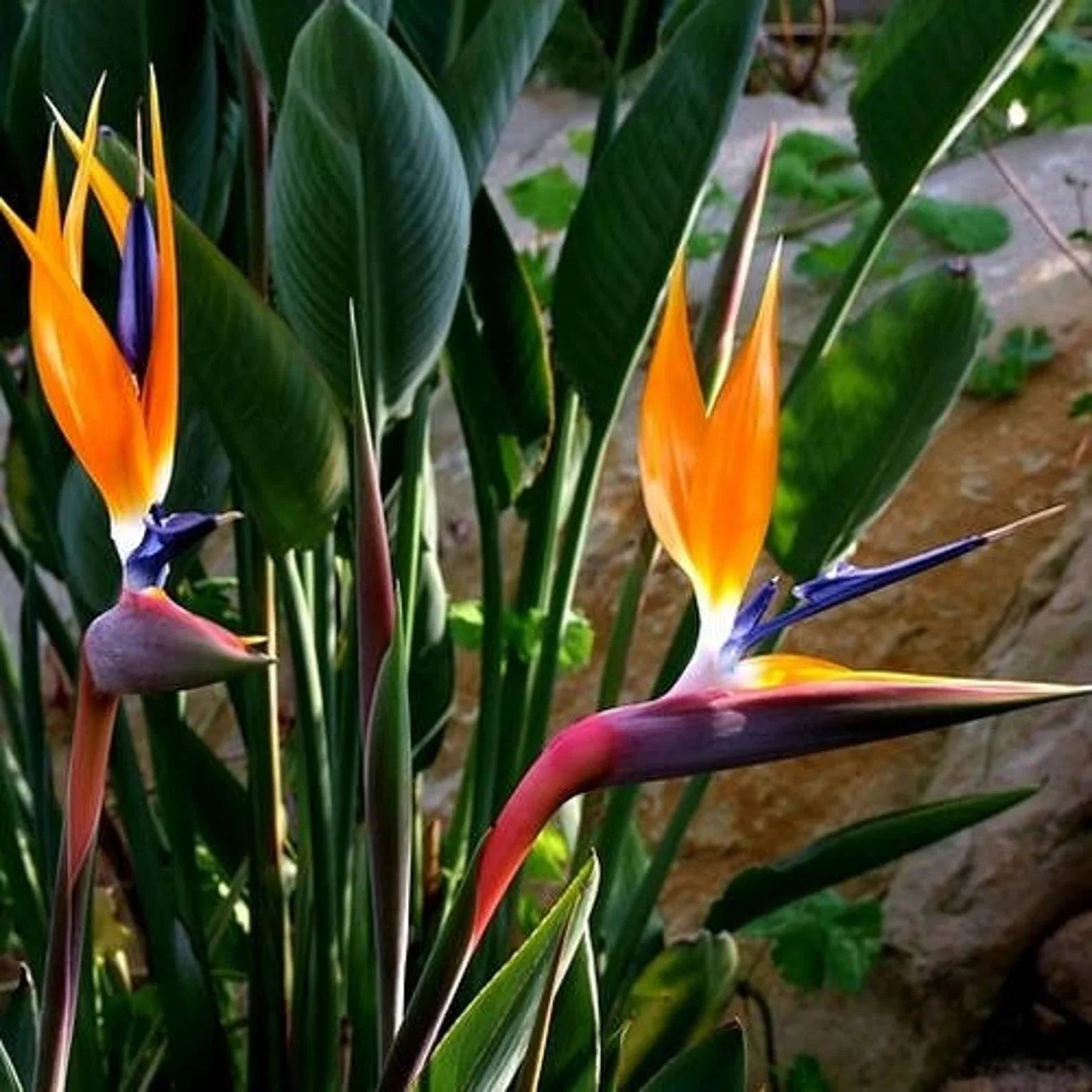 Strelitzia Reginae Plant Seeds Planting Orange Blue Flower