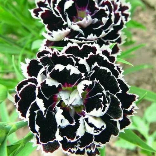 Carnations Black Flower seeds for Planting - Drought Tolerant, Heirloom & GMO Free Seeds for Home Garden
 
 Sale seeds for planting in home garden