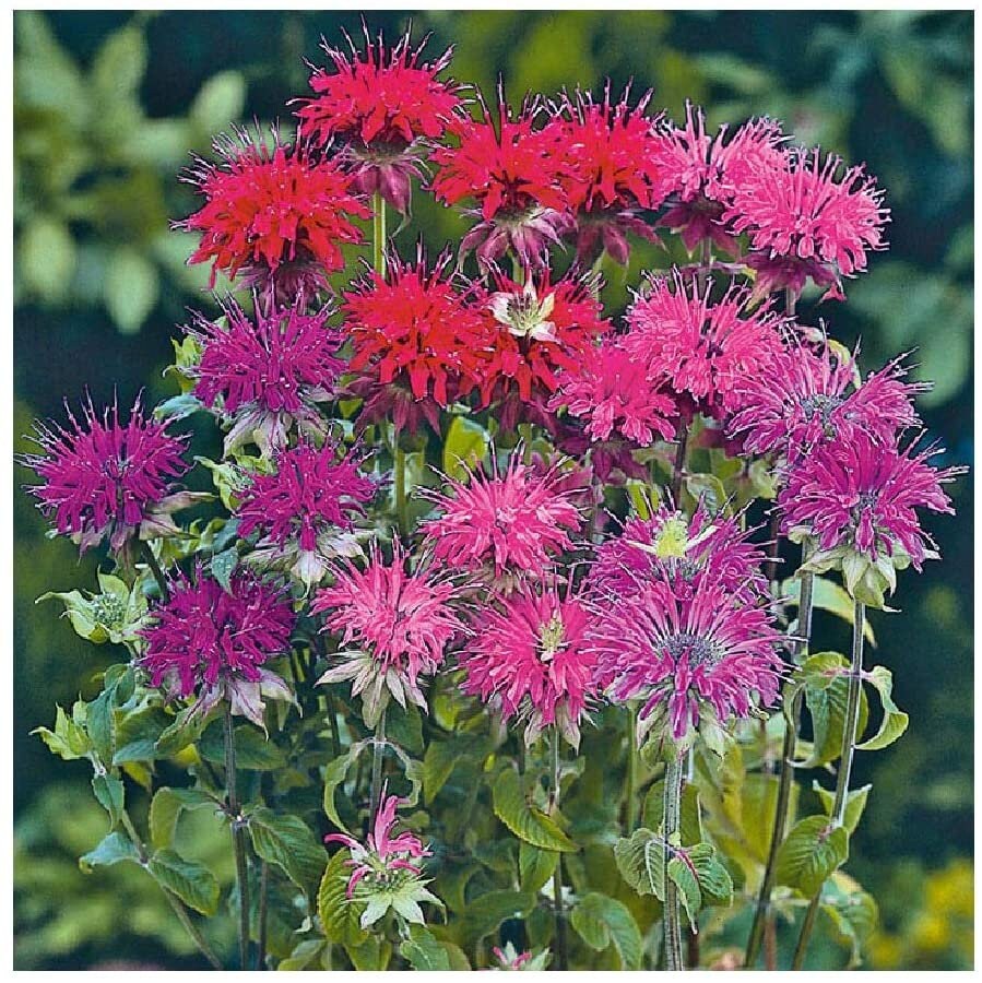 Monarda Bee Balm Mix seeds for pollinator-friendly flowers