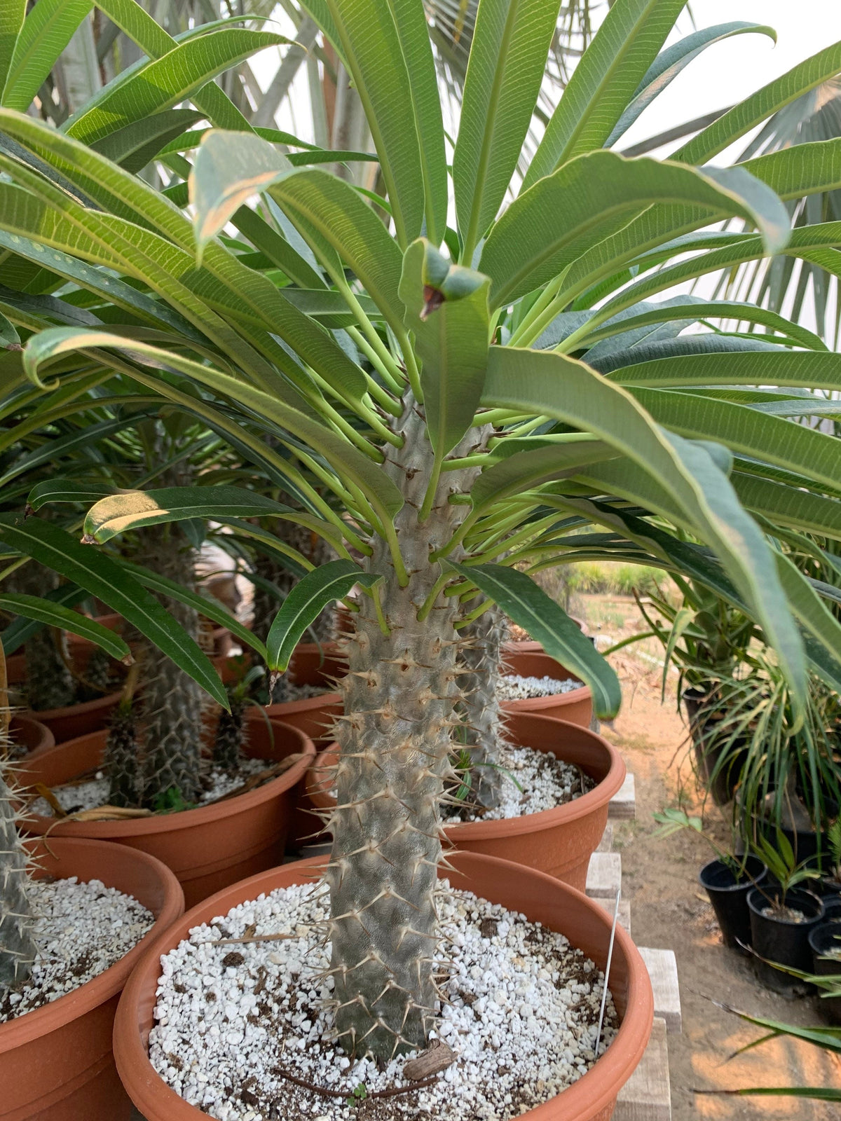 White Pachypodium Lamerei Flower seeds for Planting - Garden Favorite, Heirloom & GMO Free Seeds for Home Garden
 
 Sale for planting in home garden.