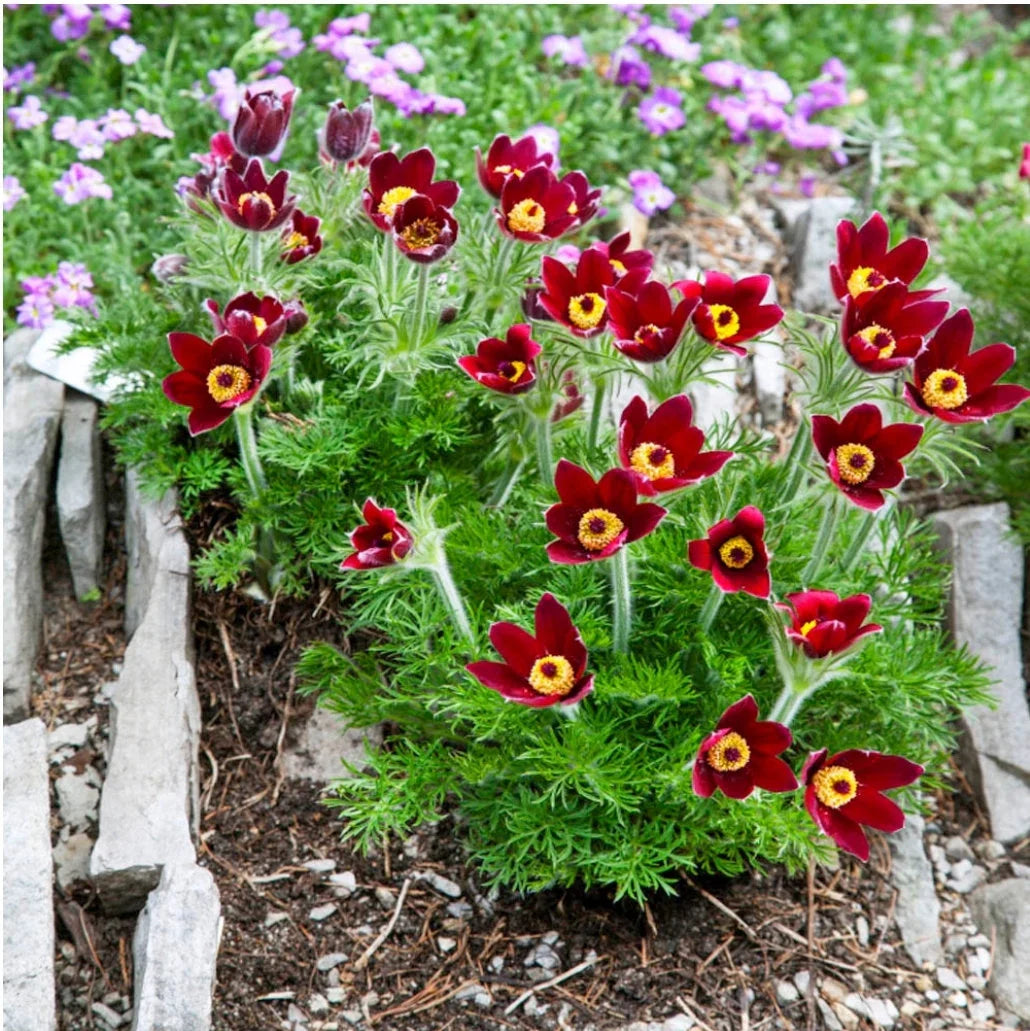 Red (Red Anemone) seeds for planting in home garden