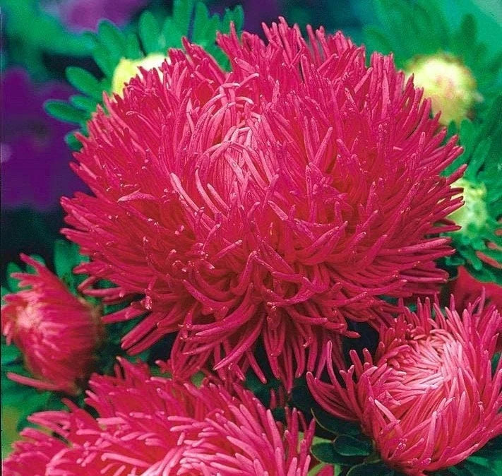 Dark Red Aster Callistephus Seeds For Planting - Bold Blooms Your Garden