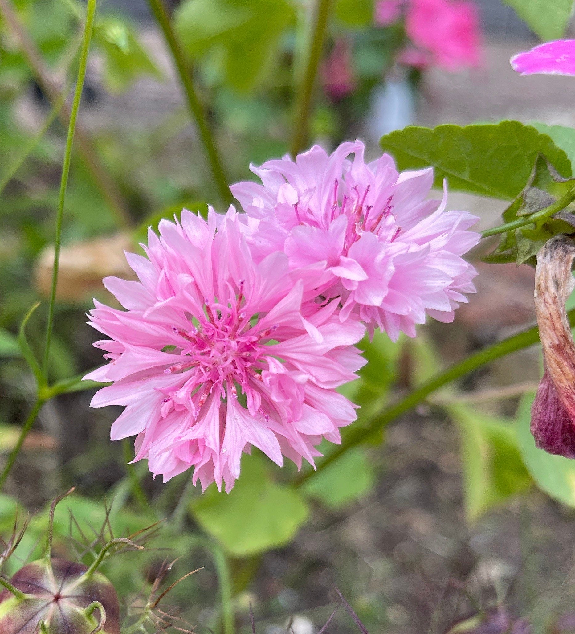 Pink Centaurea Cyanus seeds for colorful cornflowers