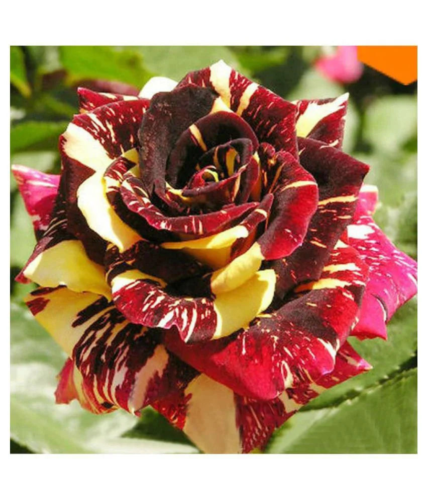 Dynamic Planting With Red & Yellow Rose Seeds Flower