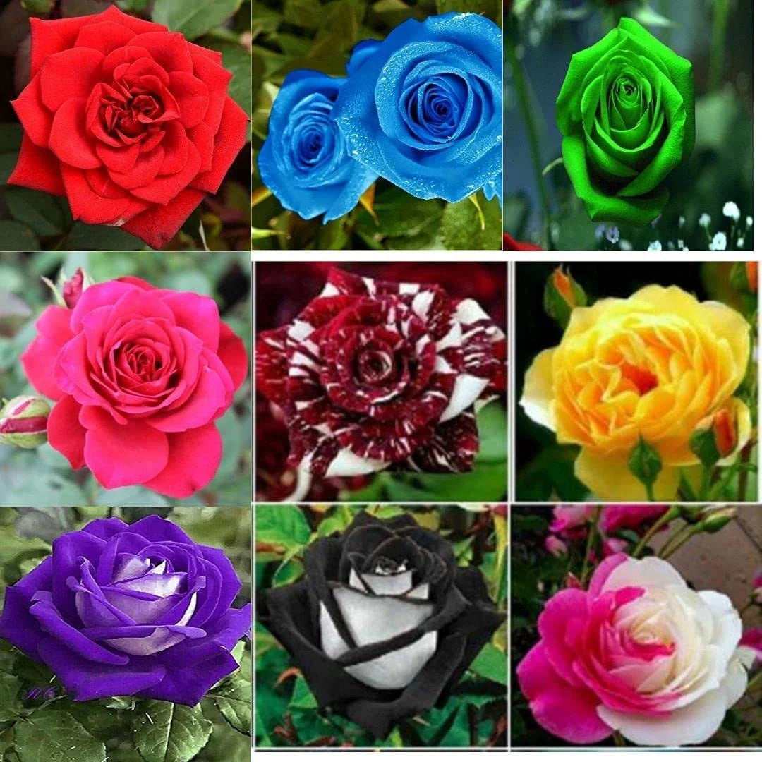 Mixed Rose Flower seeds for Planting Seasonal Bloomer Heirloom & GMO Free Seeds for Home Garden 
 
 Sale for planting in home garden