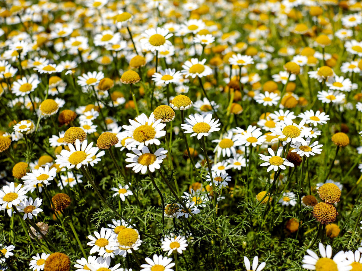 Chamaemelum Flower seeds for Planting - Pollinator Friendly, Heirloom & GMO Free Seeds for Home Garden
 
 Sale seeds for planting in home garden