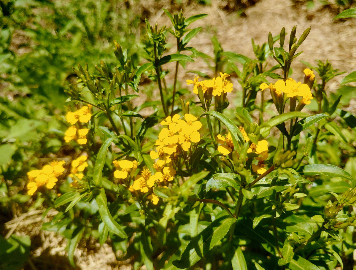Tagetes Lucida Flower seeds for Planting - Cut Flower Favorite, Heirloom & GMO Free Seeds for Home Garden
 
 Sale for planting in home garden.