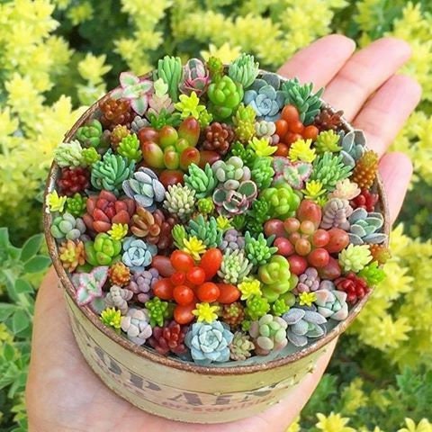 Mixed Schoenlandii Cerei Flower seeds for Planting - Vibrant Colors, Heirloom & GMO Free Seeds for Home Garden
 
 Sale for planting in home garden.