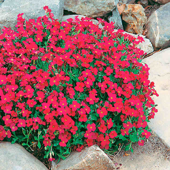 Rock Cress Flower Seeds For Planting - Vibrant Red Colorful Gardens