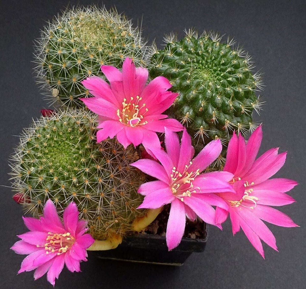 Pink Rebutia Violaciflora Flower seeds for Planting - Cottage Garden Essential, Heirloom & GMO Free Seeds for Home Garden
 
 Sale seeds for planting in home garden