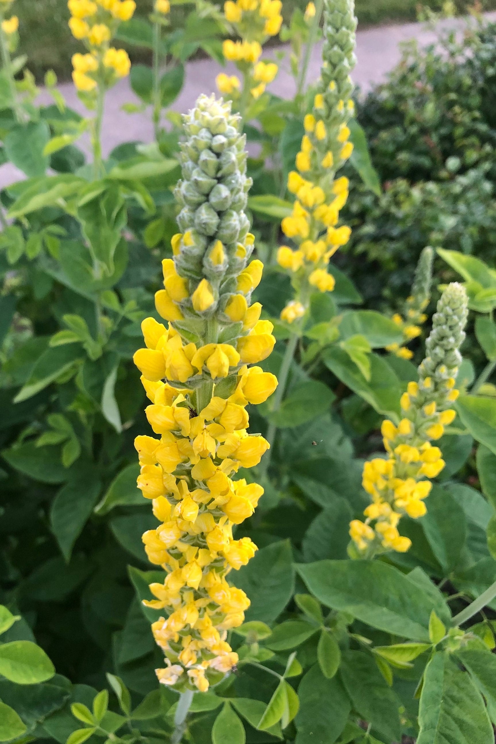 Carolina Lupine Lupinus spp for planting in flower bed