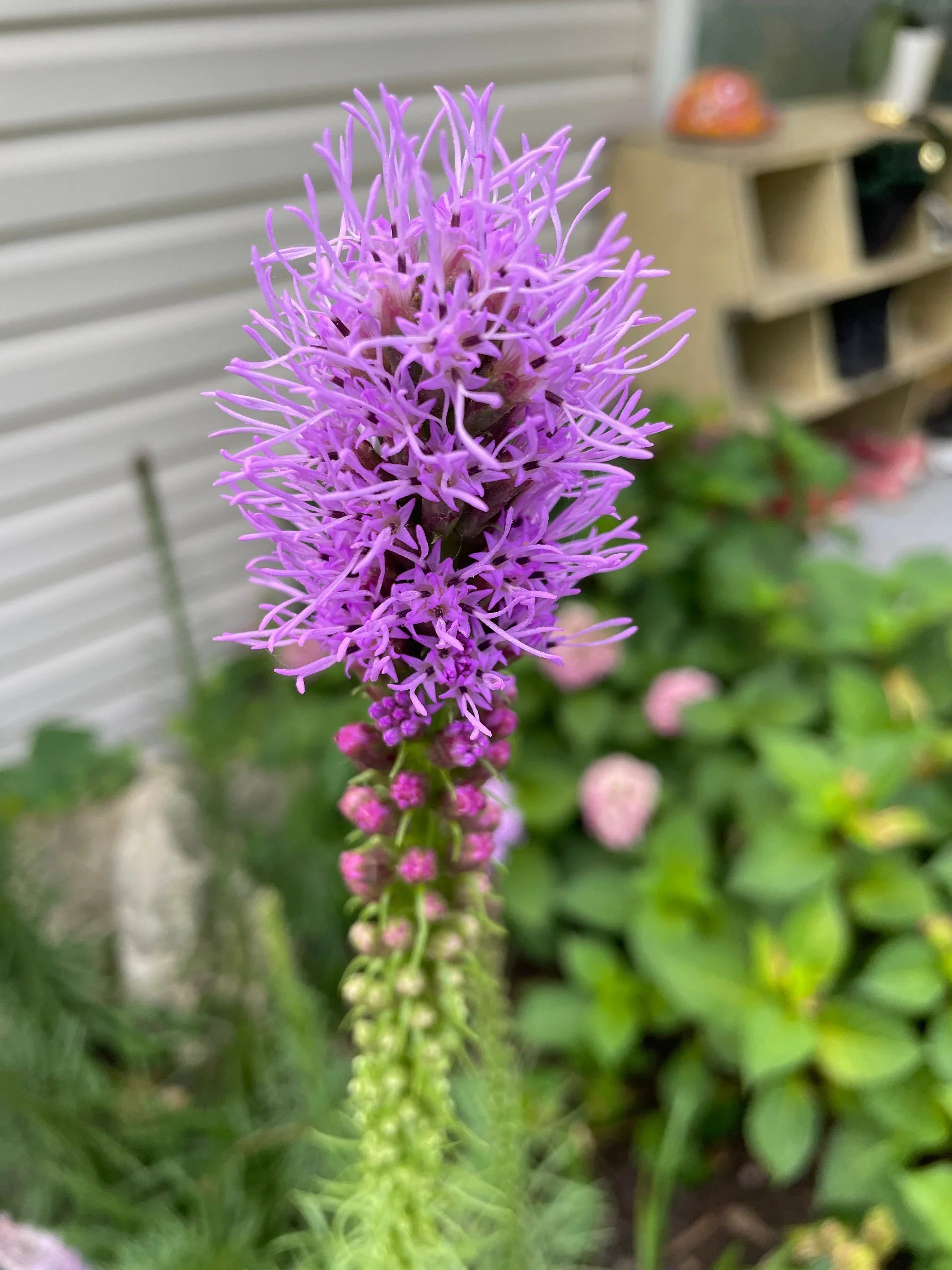 Violet Gayfeather Seeds For Planting - Beautiful Flower Garden